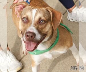 Boxer-Unknown Mix Dogs for adoption in Washington, DC, USA