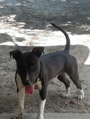 American Staffordshire Terrier Dogs for adoption in Nashville, GA, USA