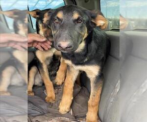 German Shepherd Dog Dogs for adoption in Tracy, CA, USA