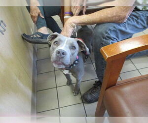 Labrador Retriever Dogs for adoption in Ocala, FL, USA