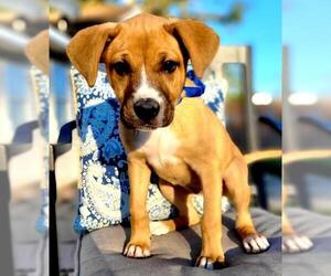 Black Mouth Cur-Boxer Mix Dogs for adoption in Marrero, LA, USA