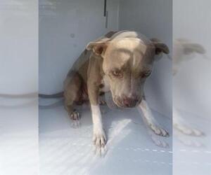 American Pit Bull Terrier-Unknown Mix Dogs for adoption in Houston, TX, USA