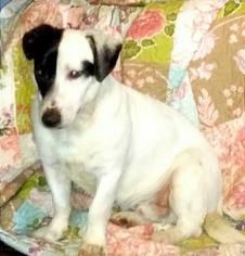 Jack Russell Terrier Dogs for adoption in Corbin, KY, USA
