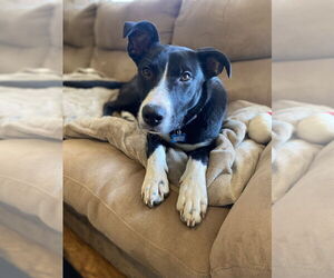 Labrador Retriever-Unknown Mix Dogs for adoption in Springdale, PA, USA