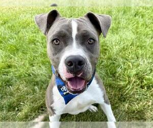 American Pit Bull Terrier Dogs for adoption in Pueblo, CO, USA