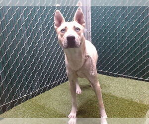 American Pit Bull Terrier-Siberian Husky Mix Dogs for adoption in Downey, CA, USA