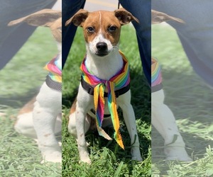 Jack Russell Terrier Dogs for adoption in Sanford, FL, USA