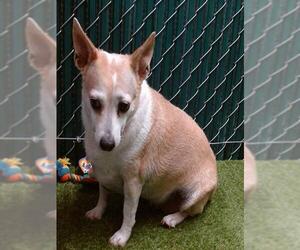 Chihuahua Dogs for adoption in Downey, CA, USA