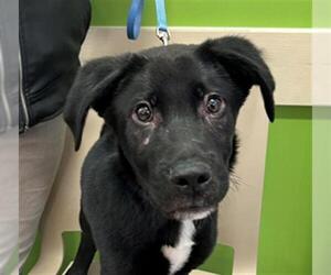 Labrador Retriever-Unknown Mix Dogs for adoption in Louisville, KY, USA