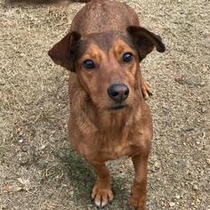 Dachshund Dogs for adoption in Bauxite, AR, USA