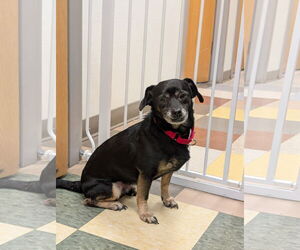 Mutt Dogs for adoption in Philadelphia, PA, USA
