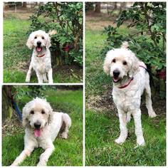 Goldendoodle Dogs for adoption in Naples, FL, USA