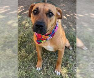 Redbone Coonhound-Unknown Mix Dogs for adoption in Tulsa, OK, USA