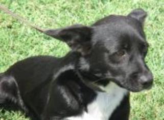 Pembroke Welsh Corgi Dogs for adoption in Dallas, TX, USA