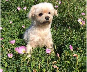 Maltese Dogs for adoption in Rockaway, NJ, USA