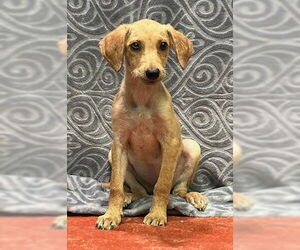 Labrador Retriever-Unknown Mix Dogs for adoption in Wetumpka, AL, USA