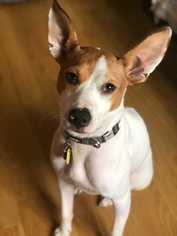 Basenji-Unknown Mix Dogs for adoption in Bronx, NY, USA