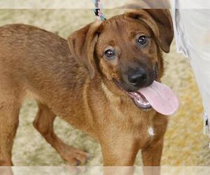 German Shepherd Dog-Treeing Walker Coonhound Mix Dogs for adoption in Tallahassee, FL, USA
