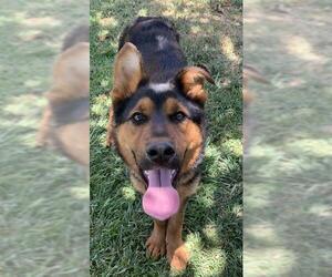German Shepherd Dog Dogs for adoption in Riverside, CA, USA