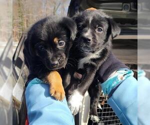 Australian Shepherd-Unknown Mix Dogs for adoption in Fultonham, NY, USA