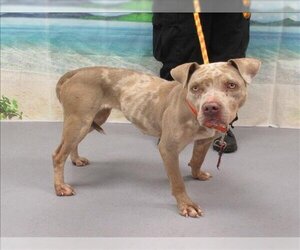 American Pit Bull Terrier Dogs for adoption in Louisville, KY, USA