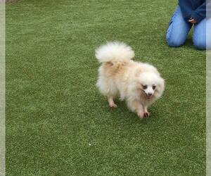 Pomeranian Dogs for adoption in Alton, IL, USA