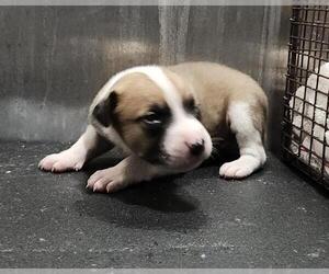 Mutt Dogs for adoption in San Antonio, TX, USA