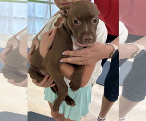 Labrador Retriever-Unknown Mix Dogs for adoption in Sanford, FL, USA