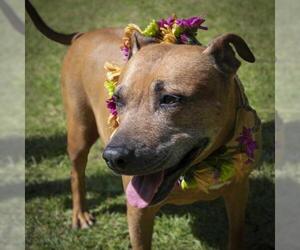 American Pit Bull Terrier-Retriever  Mix Dogs for adoption in Wilmington, NC, USA