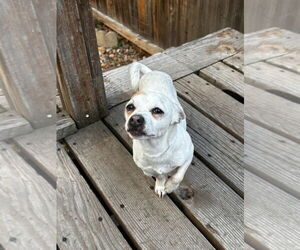 Chihuahua-Unknown Mix Dogs for adoption in Fort Collins, CO, USA