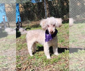 Poodle (Miniature)-Unknown Mix Dogs for adoption in Dunnellon, FL, USA