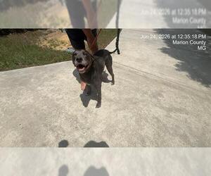 Labrador Retriever-Unknown Mix Dogs for adoption in Ocala, FL, USA