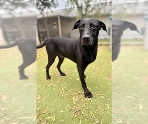 Labrador Retriever Dogs for adoption in Sugar Land, TX, USA
