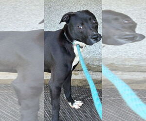 Mutt Dogs for adoption in Tarboro, NC, USA