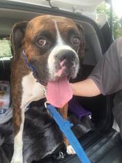 Boxer Dogs for adoption in Pevely, MO, USA