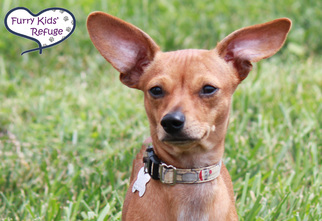 Medium Photo #1 Chihuahua-Unknown Mix Puppy For Sale in Lee's Summit, MO, USA