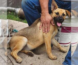 German Shepherd Dog-Unknown Mix Dogs for adoption in San Antonio, TX, USA