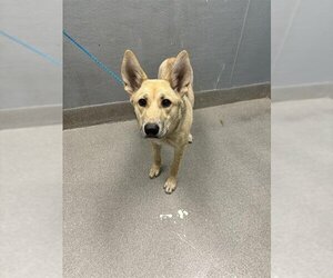 German Shepherd Dog-Siberian Husky Mix Dogs for adoption in Las Vegas, NV, USA