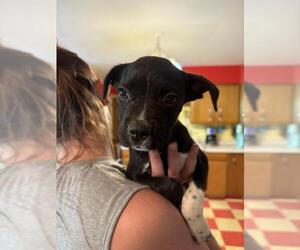 Mutt Dogs for adoption in Fort Collins, CO, USA