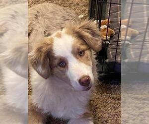 Border-Aussie Dogs for adoption in Newaygo, MI, USA