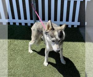 Siberian Husky Dogs for adoption in Modesto, CA, USA