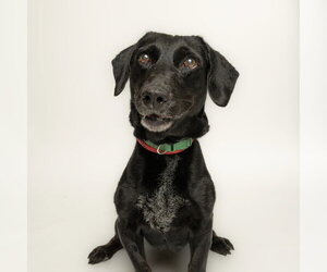 Dachshund Dogs for adoption in Rowlett, TX, USA