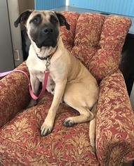 Mastiff-Unknown Mix Dogs for adoption in Concord, NC, USA