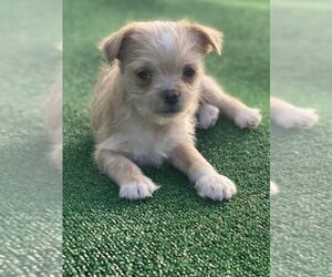 Brussels Griffon-Cairn Terrier Mix Dogs for adoption in Banning, CA, USA