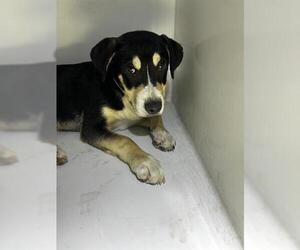 Greater Swiss Mountain Dog Dogs for adoption in Houston, TX, USA