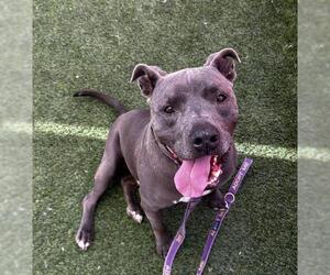 American Pit Bull Terrier-Unknown Mix Dogs for adoption in Las Vegas, NV, USA