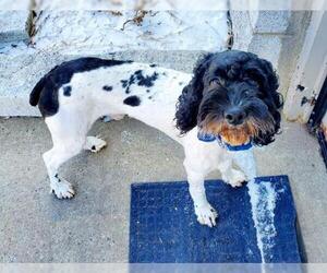 English Springer Spaniel-Unknown Mix Dogs for adoption in Perth Amboy, NJ, USA