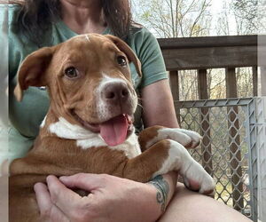 Medium Photo #8 American Staffordshire Terrier-Unknown Mix Puppy For Sale in Holly Springs, NC, USA