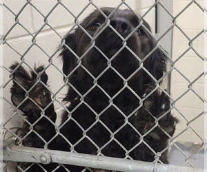 Golden Retriever-Unknown Mix Dogs for adoption in Anchorage, AK, USA