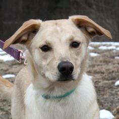 Medium Photo #1 Labrador Retriever-Unknown Mix Puppy For Sale in Ann Arbor, MI, USA